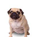 24시 송도힐 동물메디컬센터 이미지