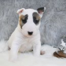 달려라 바우 이미지