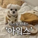 어그 감성 강아지 무스탕 하네스 아워스 후기 (착샷ㅇ)