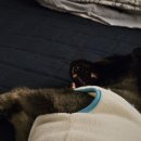 바오도그 이미지