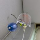 인정병원 | 출산 후기(1) 💫인정병원 자연분만 진통 후, 응급 제왕절개 다인실 3인실 입원 후기