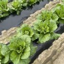 복전농장 이미지