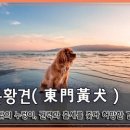 동문황견(東門黃犬) 이미지