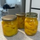 유미농장 | 안성 루비앤골드팜 복숭아 체험 농장 방문 후기&amp;스테비아 복숭아 병조림 만들기