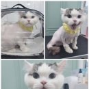 댕냥이살롱 이미지