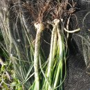 자은도에서 이미지