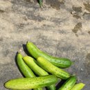 서당농장 이미지