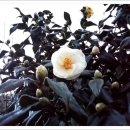 산수정펜션 이미지