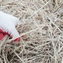 볏짚농장 이미지