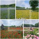 그린목장 | 아그로랜드 태신목장 개화상황｜수레국화, 양귀비, 청보리 풍경