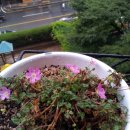 구월의 집 이미지