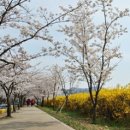 개나리길 이미지