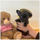 도그하우스 애견샵 이미지