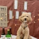 하이까미 이미지