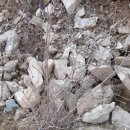 분꽃농장 이미지