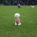 도그카페 이미지