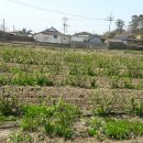 금파농장 이미지