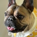 멍린이 대공원 이미지