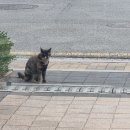 입양홍보) 요즘은 홍시가 대세이지만 고양이 자두.. 가족 찾을수 있을까요? 이미지