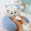 핑크젤리캐터리 | 수원 블루바이 랙돌분양 랙돌 전문 고사남에서 만났어요