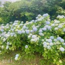 상귀리아 이미지