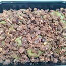 진아중국식품 이미지