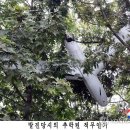 김여정 "서울서 무인기가 삐라 살포하면 어떻게 짖어댈지 궁금" 이미지