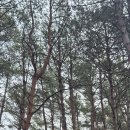 아리바우길(정선코스) 이미지