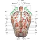 손바닥과 발바닥으로 보는 건강 정보모음 이미지