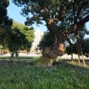 성주 경산리 성밖숲 이미지