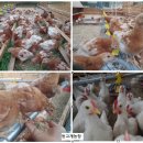 등고개농장 이미지