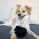 내강아지 이미지