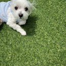 댕스히얼 이미지