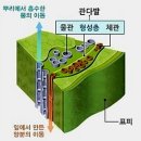 아프락사스 이미지