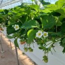 장태산 농장 이미지