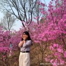 1타2피 | [부천 봄꽃 축제] 원미산 진달래와 도당산 벚꽃 1타 2피 정복 후기