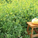 행운컨설팅 주식회사 | 가성비 최고인 제주 블로그체험단