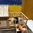 31140-14-20-16 | 대전 애니멀스타 동물카페🐑| 16개월 아기랑 다녀온 솔직한 후기