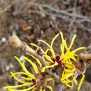 야생화 앨범40/ 풍년화（Witch Hazel） 이미지