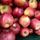 김한기 농장 | 잠시후 낮 1시 "문경 게르마늄 약돌 사과즙 4차" 김한기 농장