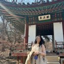 창덕궁 후원 예약, 홍매화 사진 꿀팁 :)