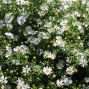 블루세이지 이미지