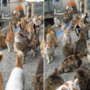 고양이천국 이미지