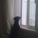 네이월 펫푸드 이미지