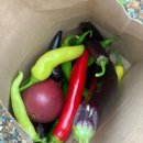 땅콩아 노올자 | 은하수 아열대마을 프라이빗 수영장 후기 / 깡통열차, 수영장, 스파, 나무물주기, 트램폴린 등 아이들의...