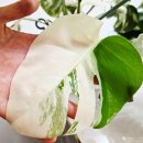 한원소담 | 몬스테라 알보 키우며 써본 오스모코트 식물영양제 후기!