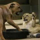 하룻강아지 이미지