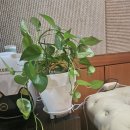 분당-수내-311 | 뭉친 근육을 편안하게 풀어주는 수내역마사지 북경마사지 분당수내점