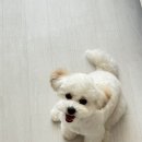 꼬또리몽 네이버블로그