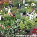 성도화훼 이미지